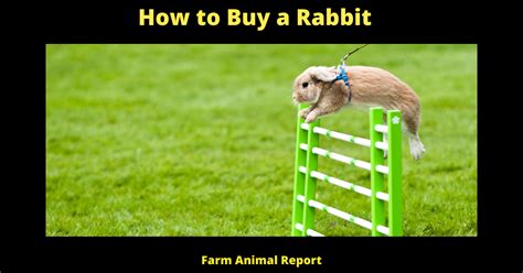 Where to buy a bunny. Things To Know About Where to buy a bunny. 